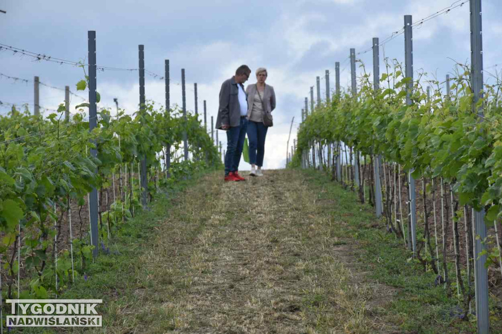 III Piknik Kwitnącej Winorośli