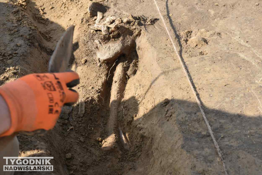 Odkrycia archeologiczne w Wilczycach