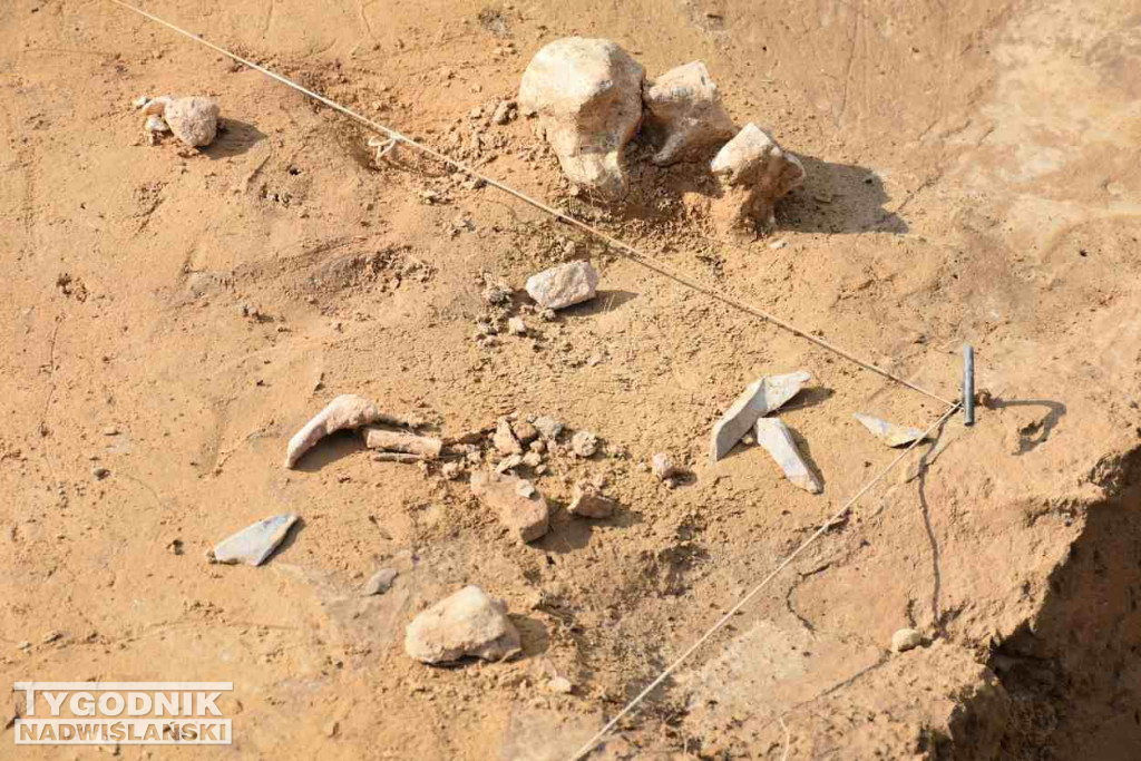 Odkrycia archeologiczne w Wilczycach