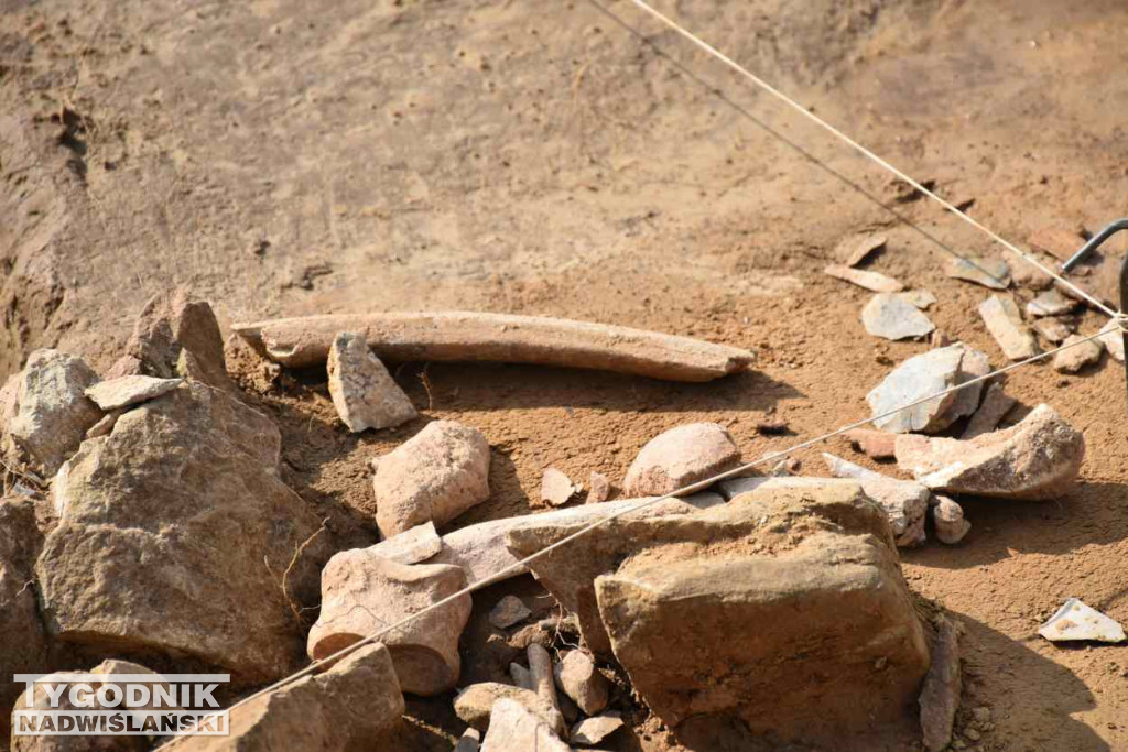 Odkrycia archeologiczne w Wilczycach