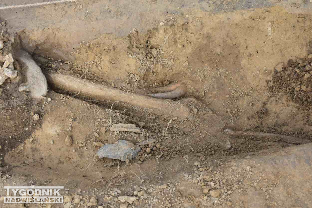 Odkrycia archeologiczne w Wilczycach