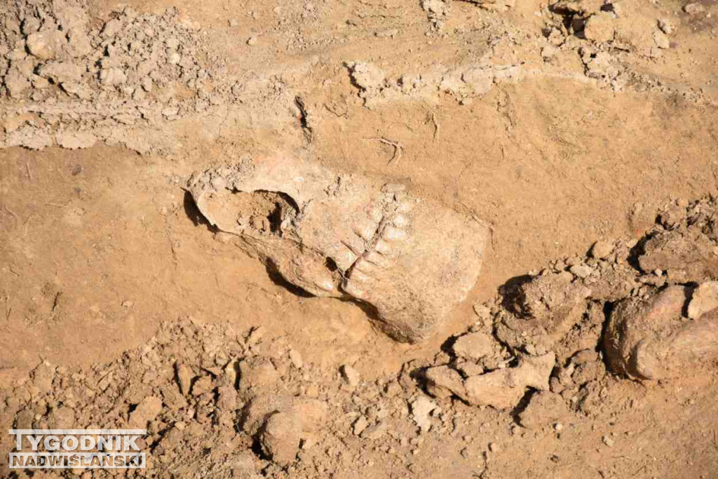 Odkrycia archeologiczne w Wilczycach