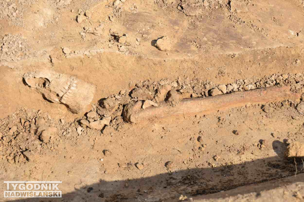 Odkrycia archeologiczne w Wilczycach