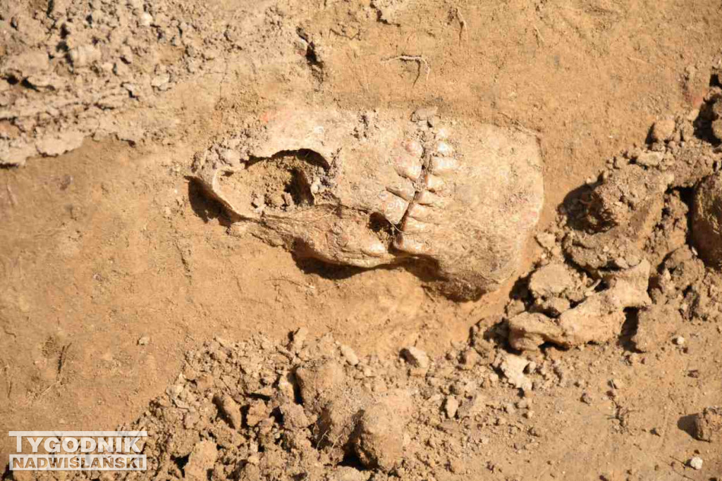 Odkrycia archeologiczne w Wilczycach