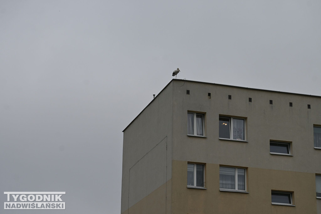 Bocian zamieszkał w centrum Tarnobrzega