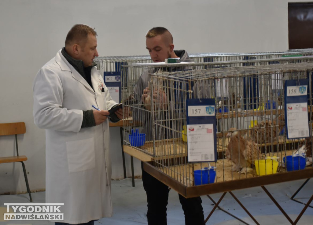 Wystawa gołębi i ptactwa ozdobnego w Sandomierzu