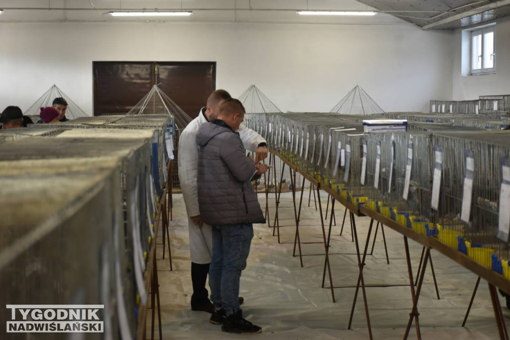 Wystawa gołębi i ptactwa ozdobnego w Sandomierzu