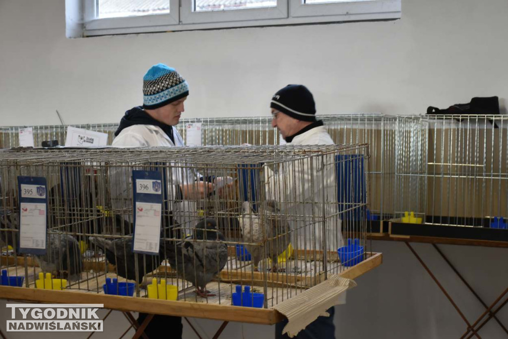 Wystawa gołębi i ptactwa ozdobnego w Sandomierzu