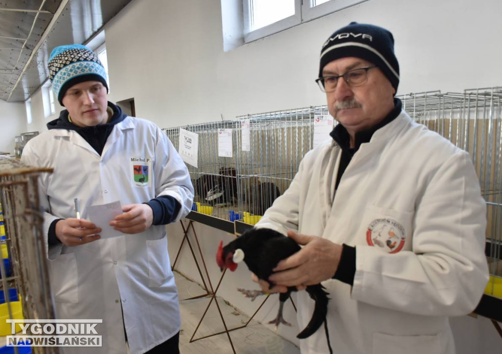 Wystawa gołębi i ptactwa ozdobnego w Sandomierzu