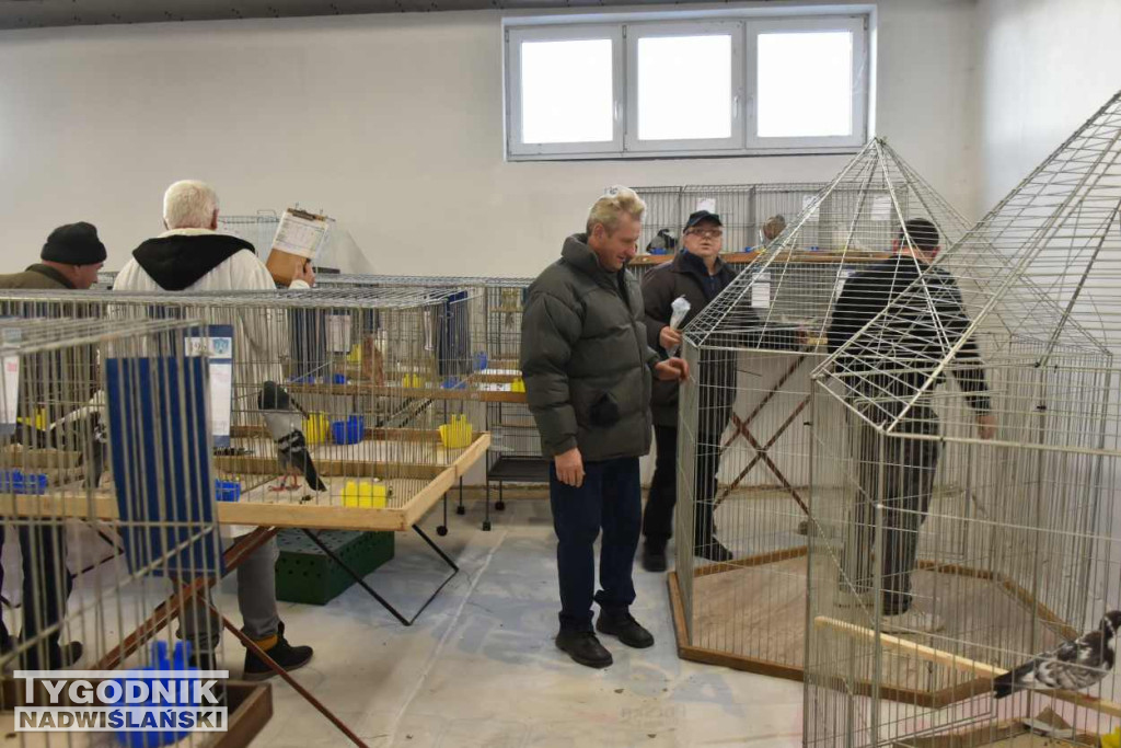 Wystawa gołębi i ptactwa ozdobnego w Sandomierzu
