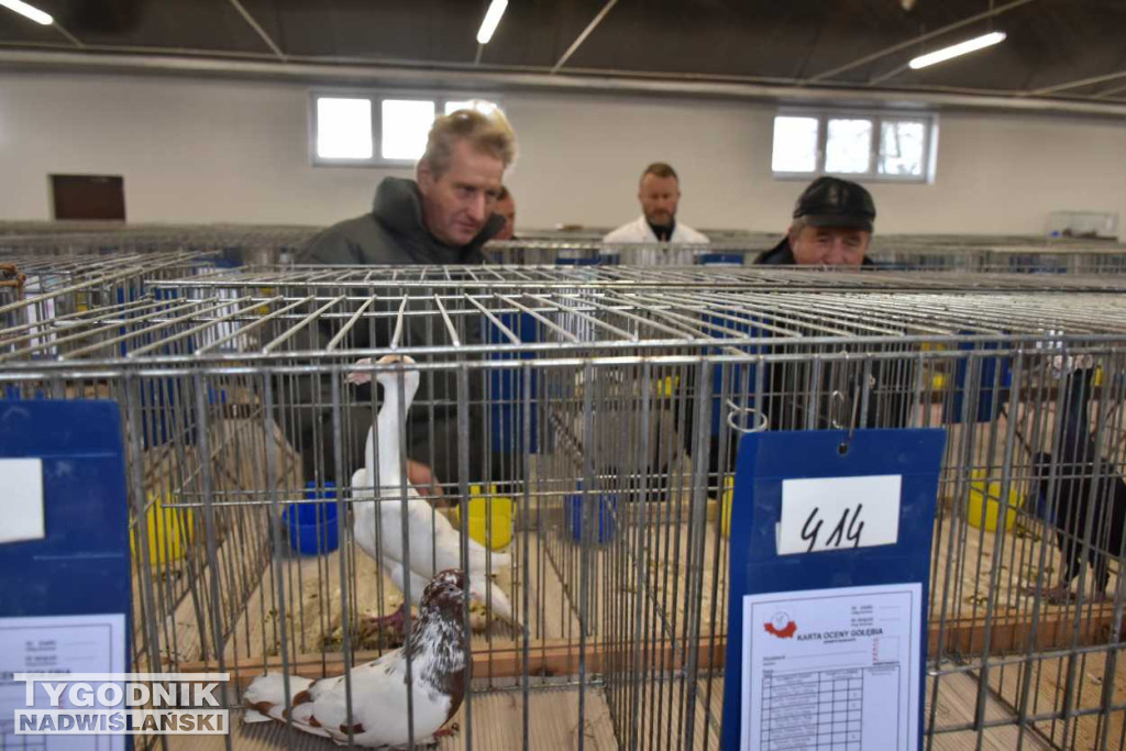 Wystawa gołębi i ptactwa ozdobnego w Sandomierzu