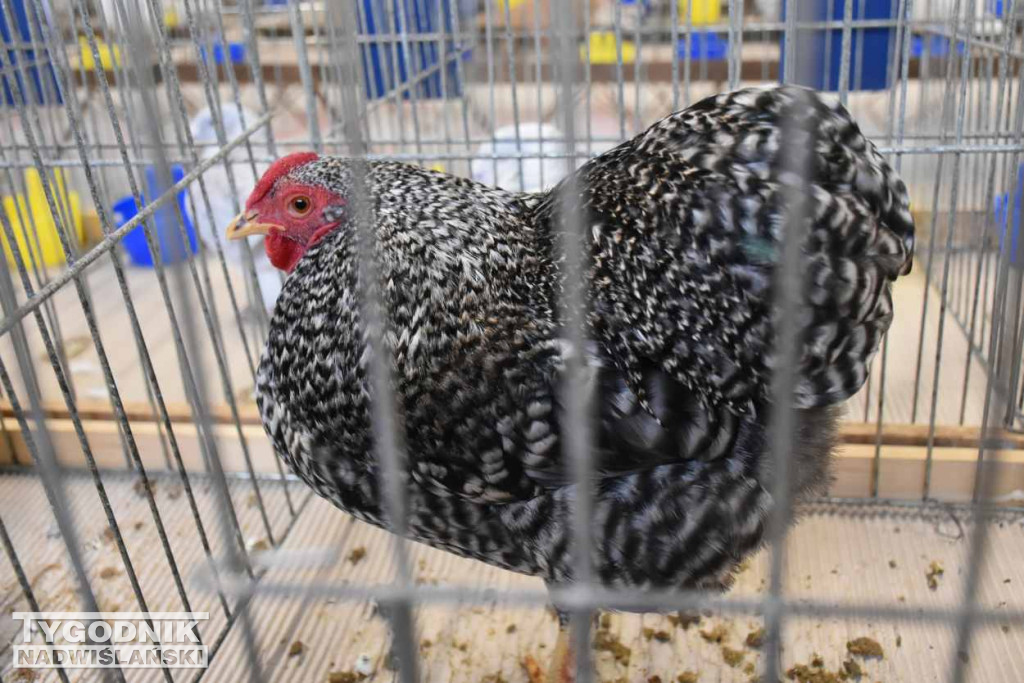 Wystawa gołębi i ptactwa ozdobnego w Sandomierzu