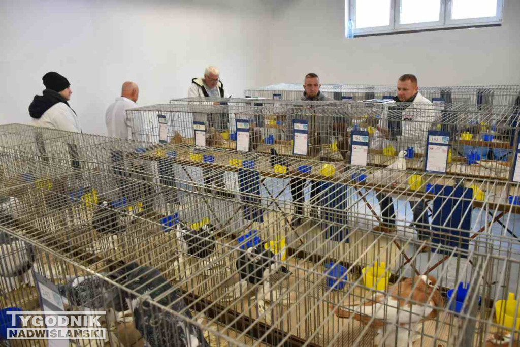 Wystawa gołębi i ptactwa ozdobnego w Sandomierzu