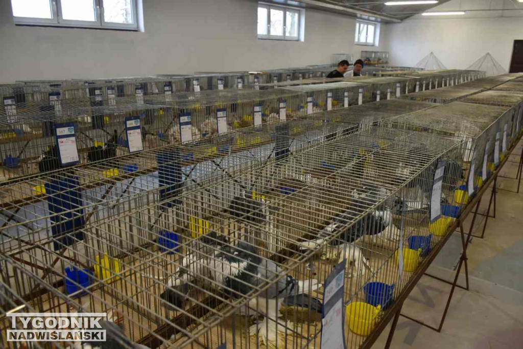 Wystawa gołębi i ptactwa ozdobnego w Sandomierzu