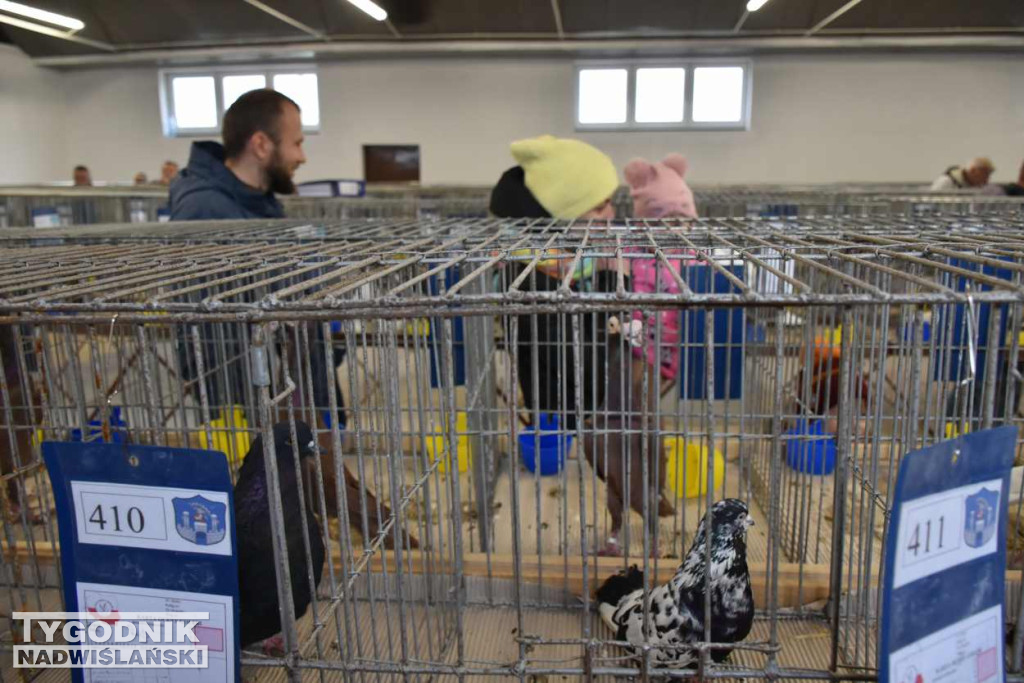 Wystawa gołębi i ptactwa ozdobnego w Sandomierzu