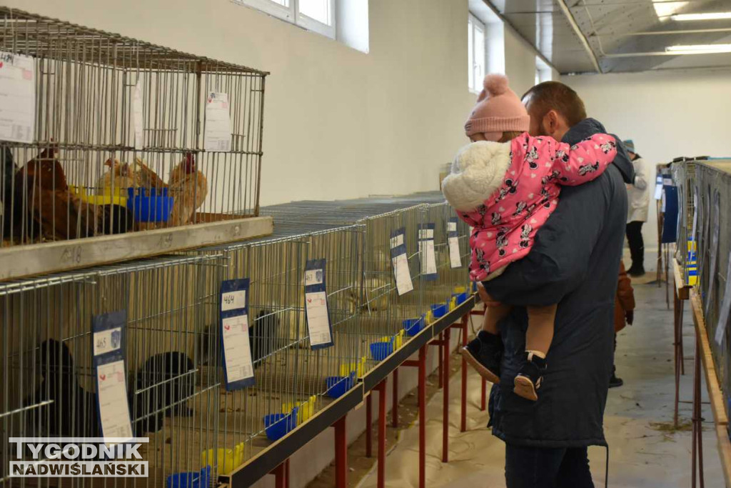 Wystawa gołębi i ptactwa ozdobnego w Sandomierzu