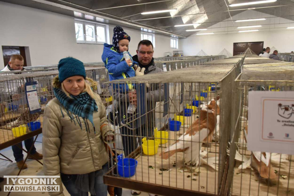 Wystawa gołębi i ptactwa ozdobnego w Sandomierzu