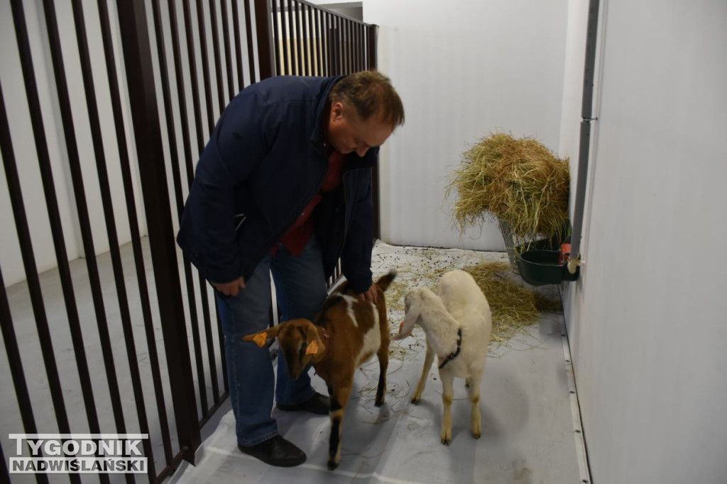 Wystawa gołębi i ptactwa ozdobnego w Sandomierzu