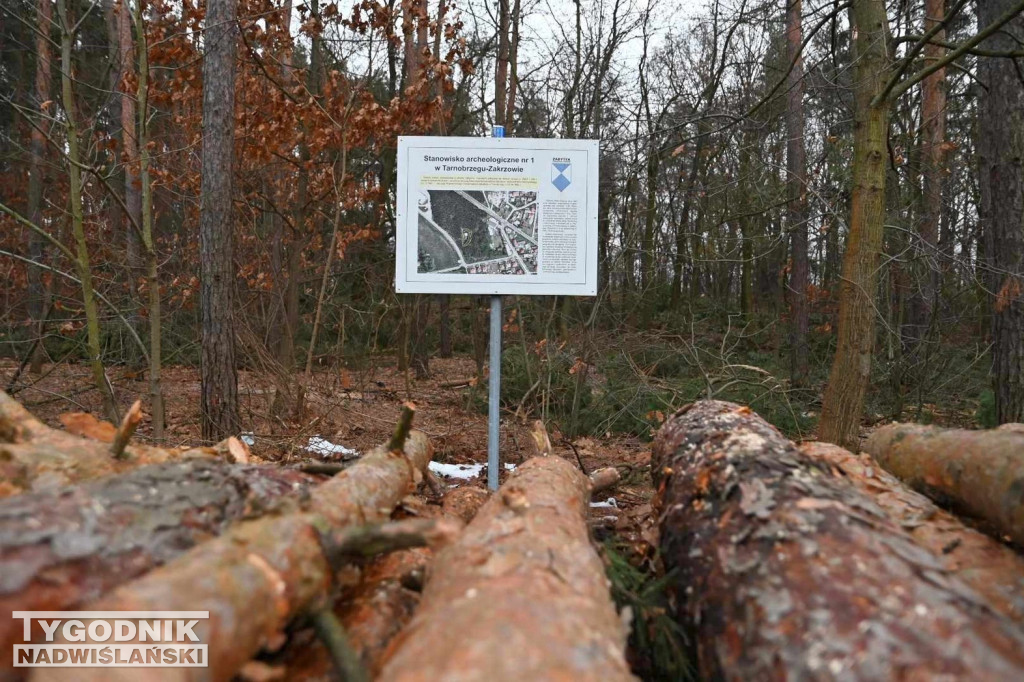 Wycinka drzew na tarnobrzeskim osiedlu Zakrzów