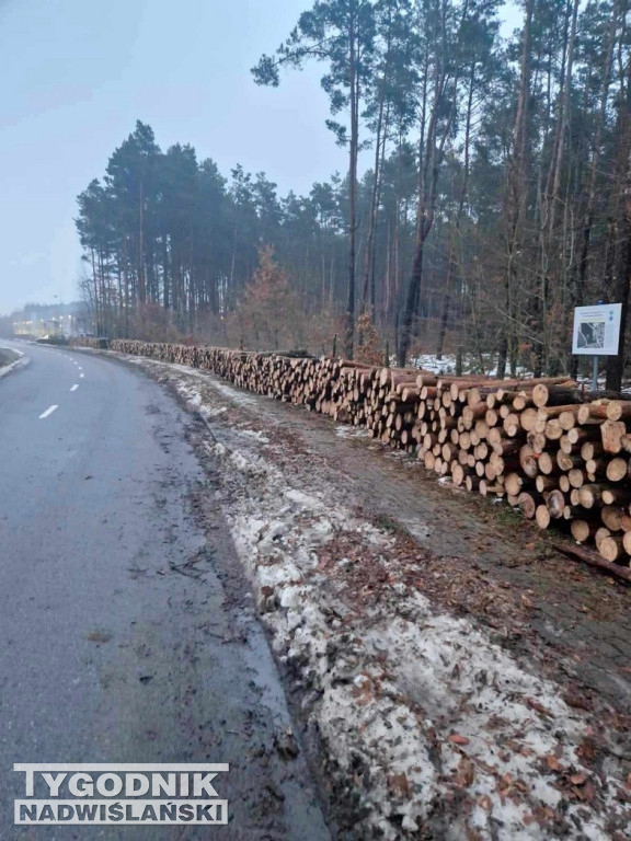 Wycinka drzew na tarnobrzeskim osiedlu Zakrzów