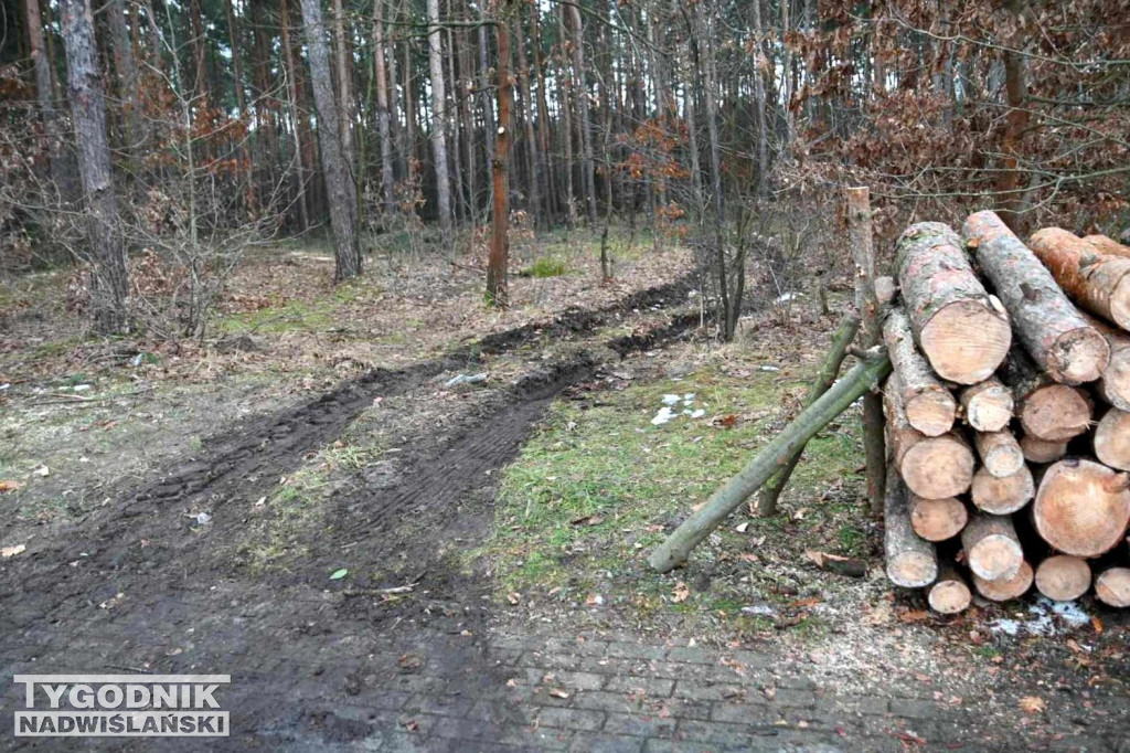 Wycinka drzew na tarnobrzeskim osiedlu Zakrzów