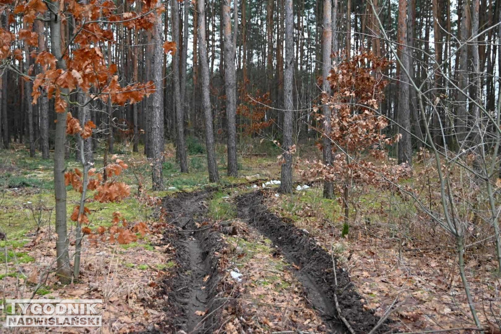 Wycinka drzew na tarnobrzeskim osiedlu Zakrzów