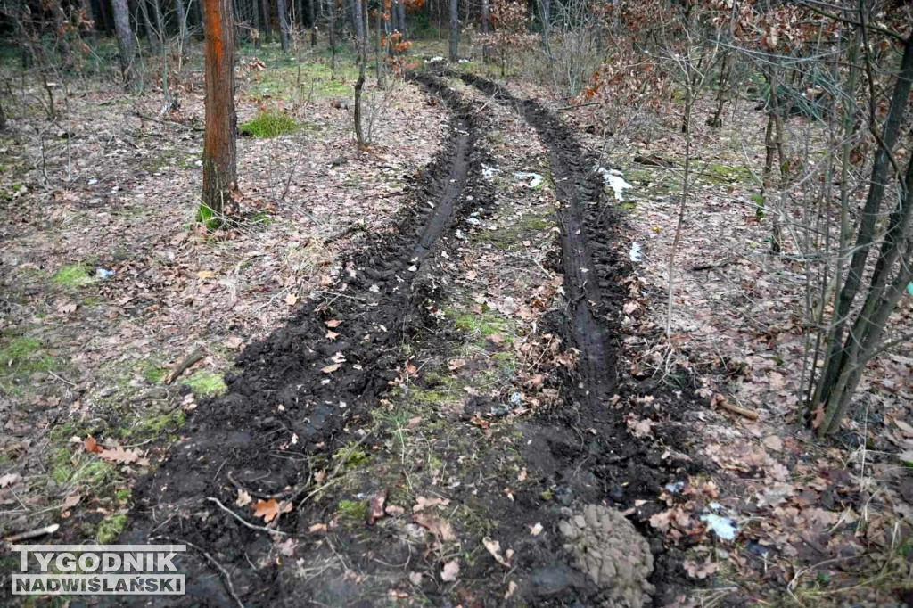 Wycinka drzew na tarnobrzeskim osiedlu Zakrzów