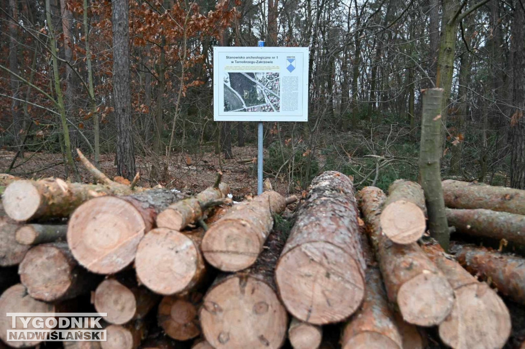 Wycinka drzew na tarnobrzeskim osiedlu Zakrzów