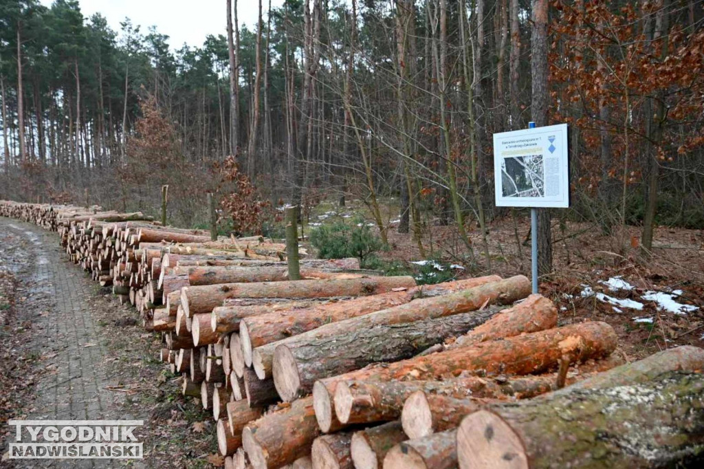 Wycinka drzew na tarnobrzeskim osiedlu Zakrzów