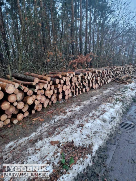 Wycinka drzew na tarnobrzeskim osiedlu Zakrzów