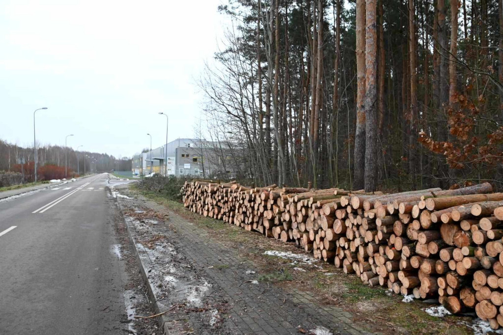 Wycinka drzew na tarnobrzeskim osiedlu Zakrzów