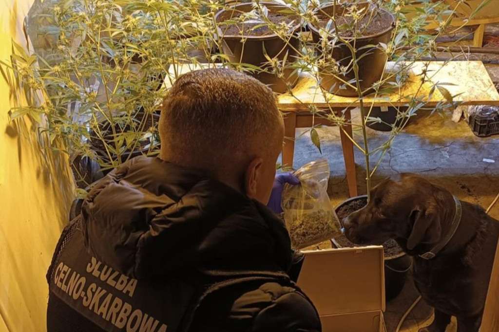 Plantacja konopi indyjskich