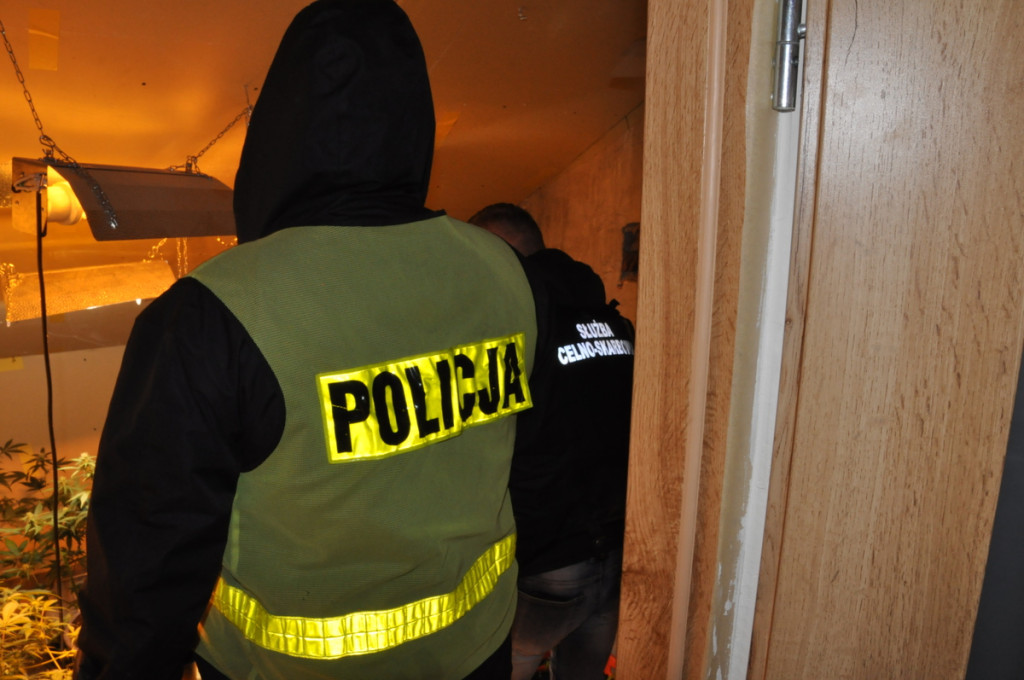 Plantacja konopi indyjskich