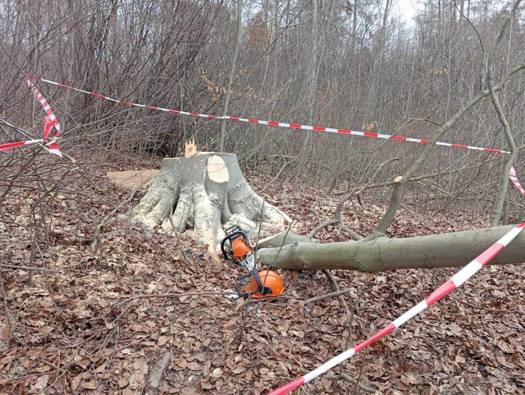 Mężczyzna przygnieciony przez drzewo w gm. Bogoria