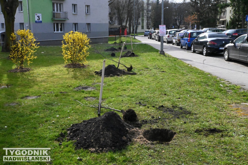 Sadzenie drzew przez kandydatów KO w Tarnobrzegu