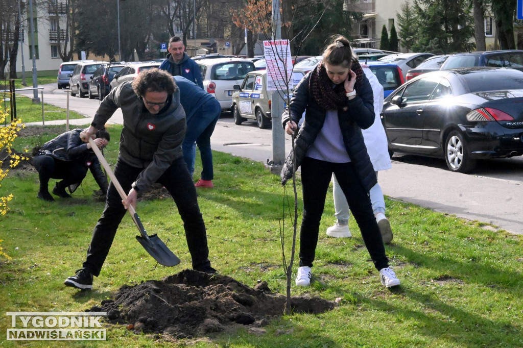 Sadzenie drzew przez kandydatów KO w Tarnobrzegu