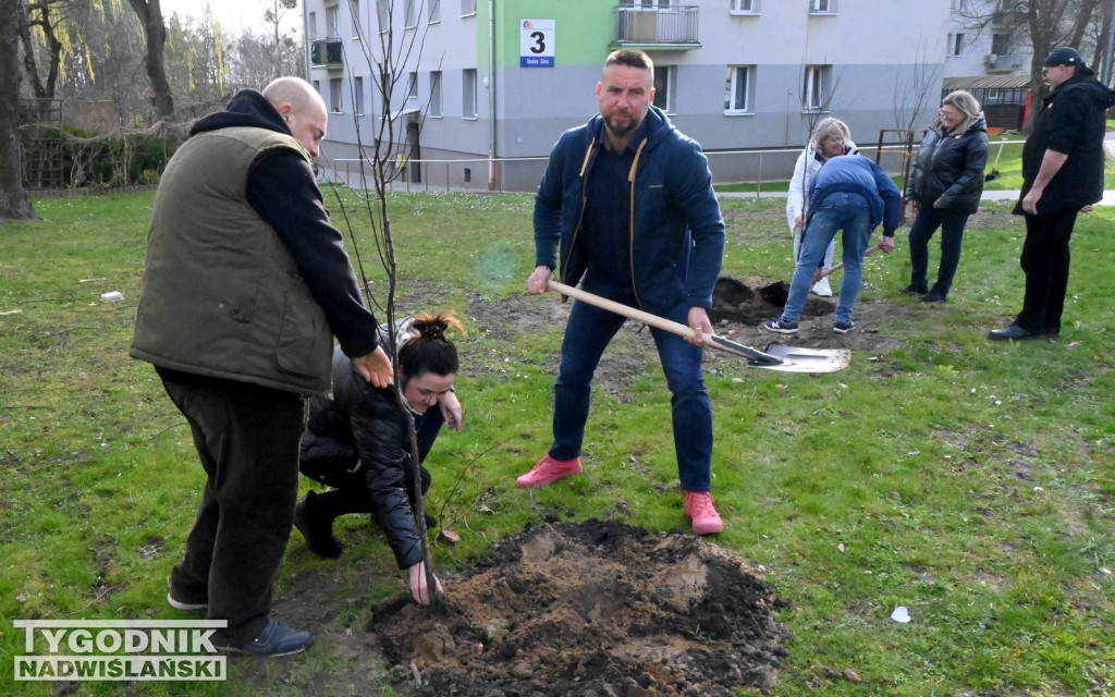 Sadzenie drzew przez kandydatów KO w Tarnobrzegu