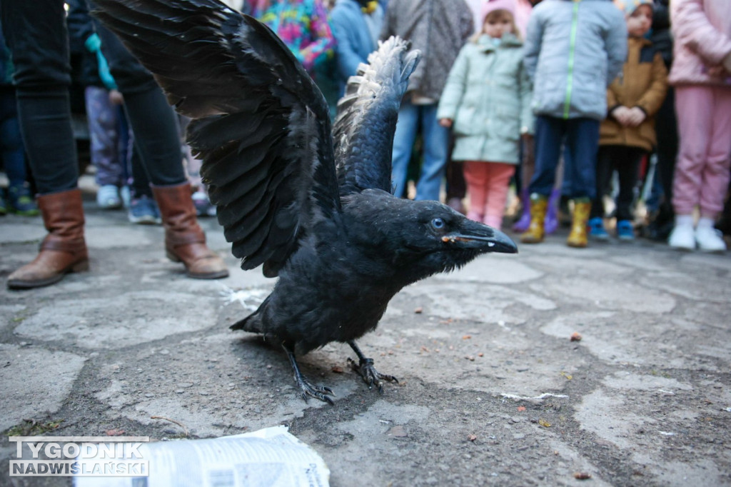 Noc Sów w tarnobrzeskim Centrum Natua 2000