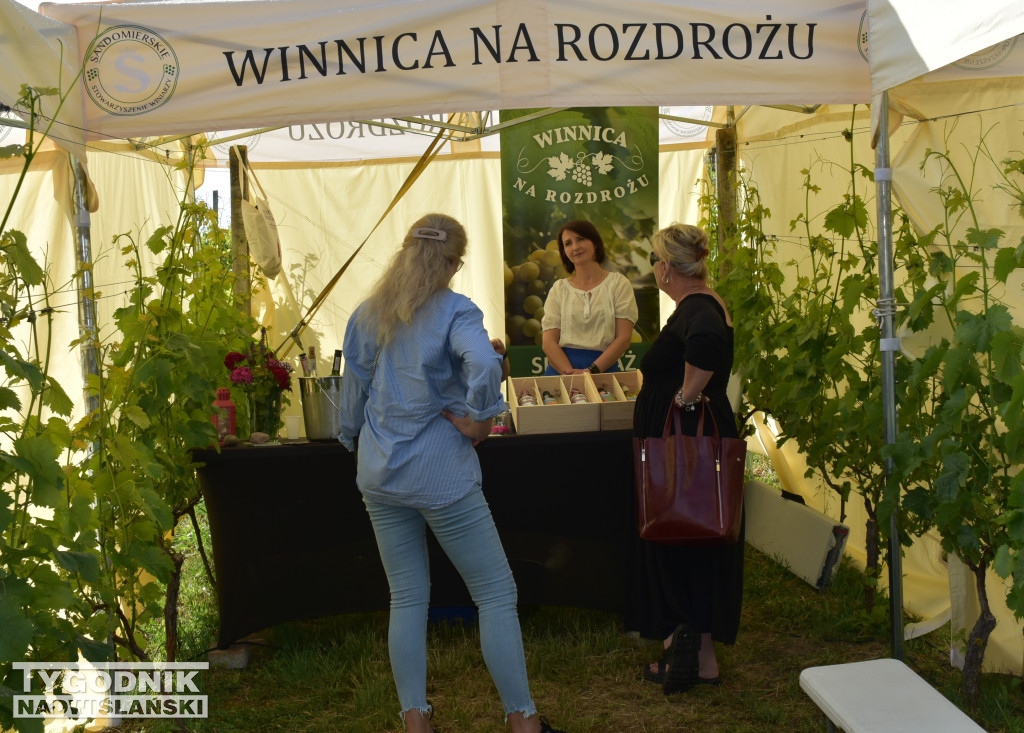 IV Piknik Kwitnącej Winorośli w Złotej