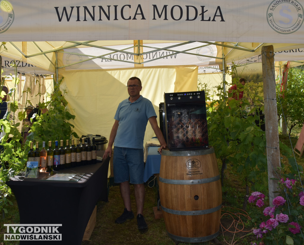 IV Piknik Kwitnącej Winorośli w Złotej