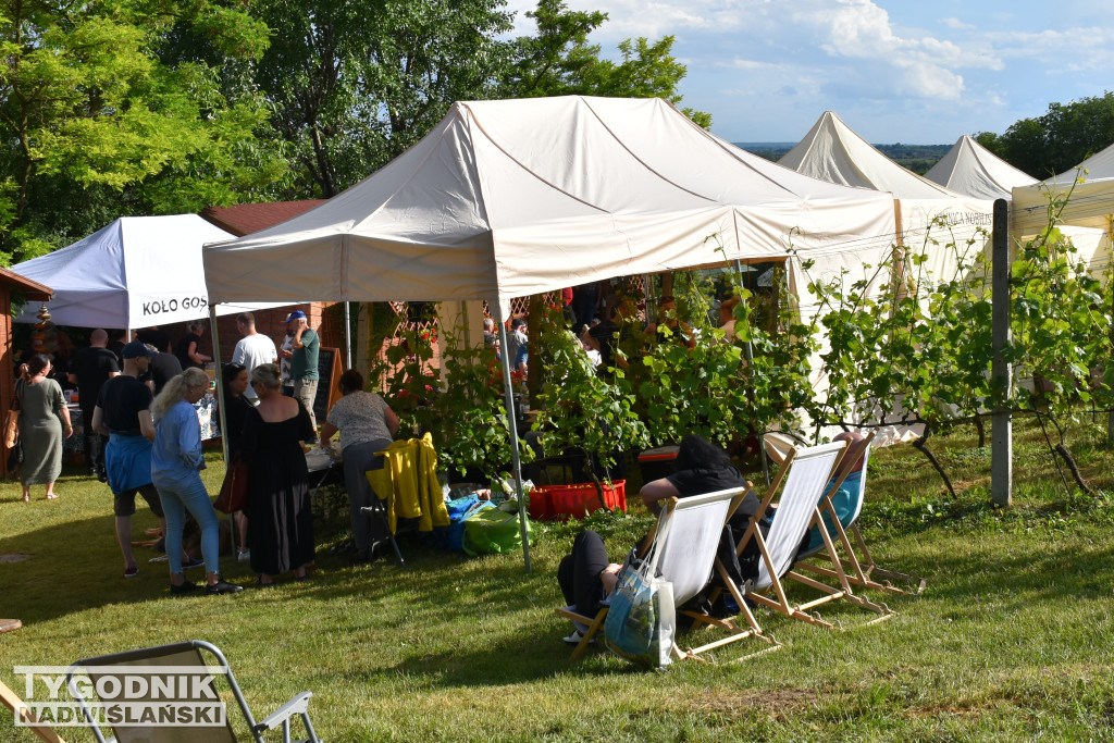 IV Piknik Kwitnącej Winorośli w Złotej