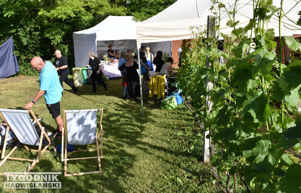 IV Piknik Kwitnącej Winorośli w Złotej