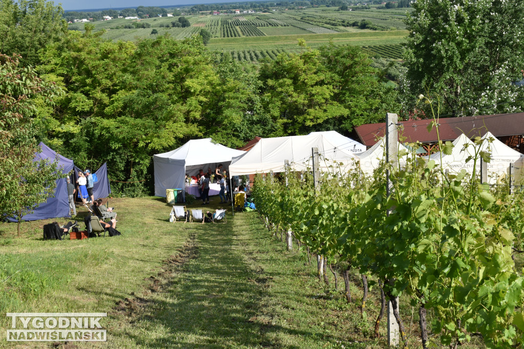 IV Piknik Kwitnącej Winorośli w Złotej