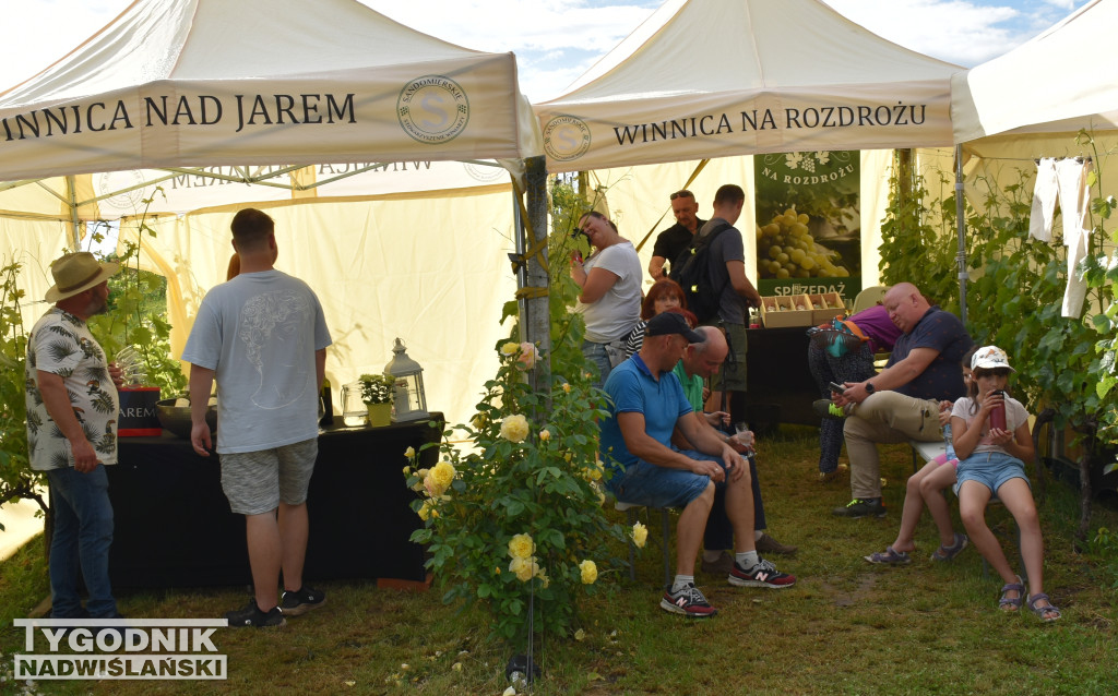 IV Piknik Kwitnącej Winorośli w Złotej