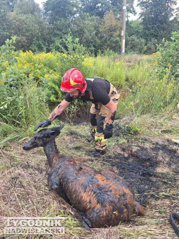 Sarna uwięziona w błocie