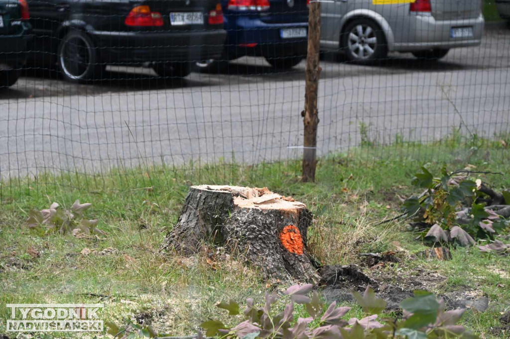 Wycinka drzew pod budowę KFC w Tarnobrzegu