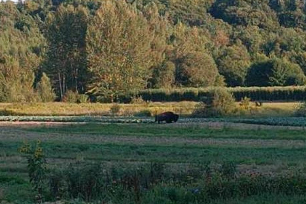 Bizon Forest w gminie Klimontów