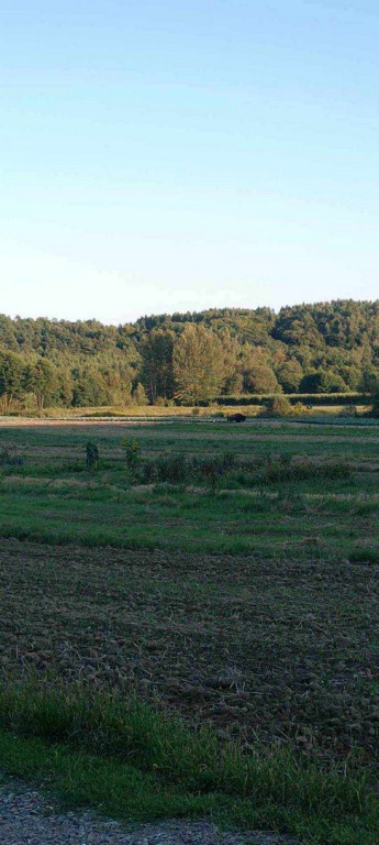 Bizon Forest w gminie Klimontów