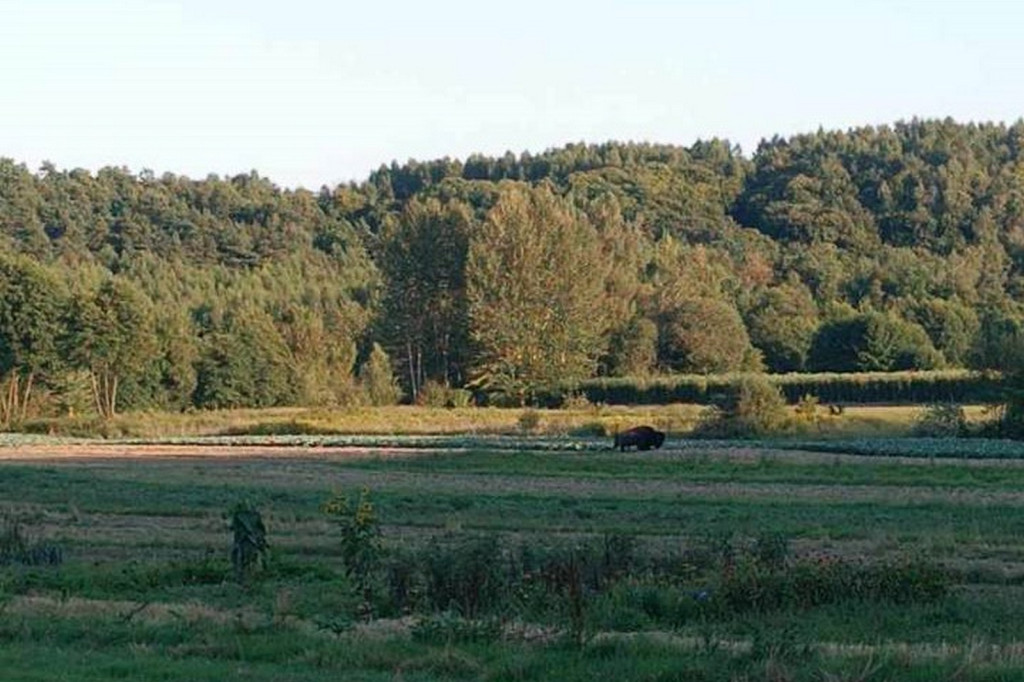 Bizon Forest w gminie Klimontów