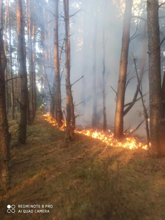 Pożar lasu pod Staszowem